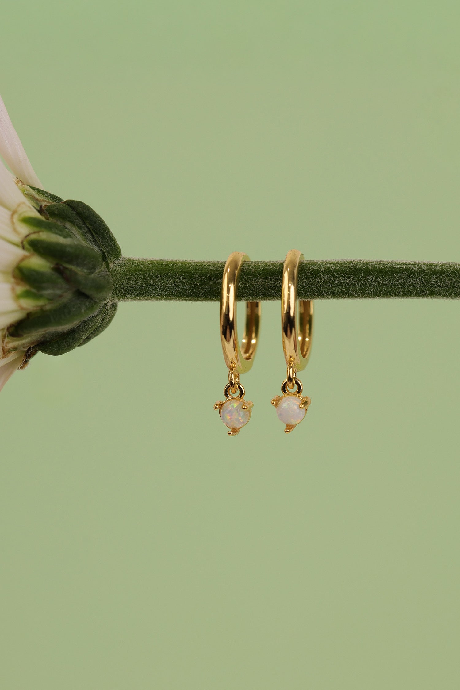 A pair of gold huggie hoop earrings with small dangling white opal, hanging from a green stem against a soft light green background.